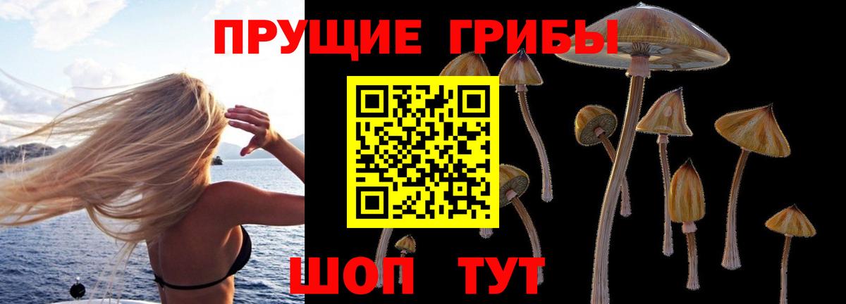 где продают   Павловский Посад  Псилоцибиновые грибы GOLDEN TEACHER 